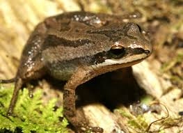 Boreal Chorus Frog